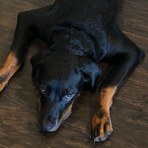 Meet your Posher, George